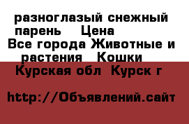 разноглазый снежный парень. › Цена ­ 10 000 - Все города Животные и растения » Кошки   . Курская обл.,Курск г.